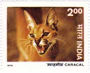 Wild Life - Caracal