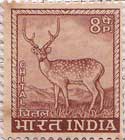 Spotted Deer