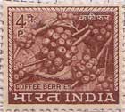 Coffee Berries