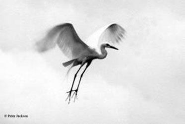 Intermediate Egret (Mesophoyx intermedia)