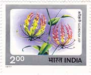 Indian Flowers - Gloriosa Lily