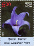 Himalayan Bellflower
