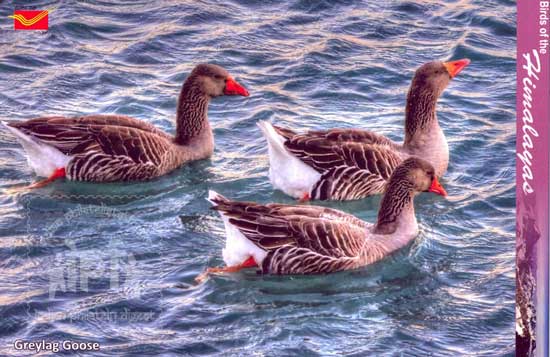 Birds of the Himalayas - International Biodiversity Decade 2011-2020