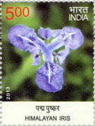 Himalayan Iris