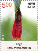 Himalayan Lantern