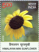 Himalayan Mini Sunflower