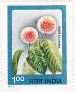 Indian Flowers - Kadamba