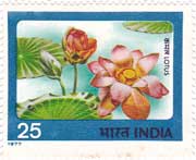 Indian Flowers - Lotus