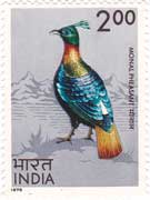 Monal Pheasant