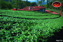 Incredible India Picture Postcards