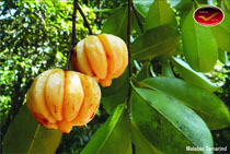 Incredible India Picture Postcards