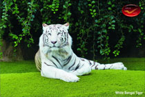 Incredible India Picture Postcards