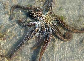 Octopus Marine National Park