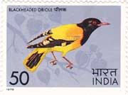 Black headed Oriole
