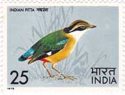 Indian Pitta
