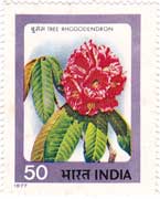 Indian Flowers - Rhododendron