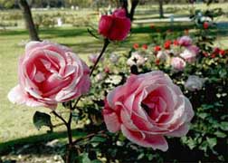 Chandigarh Roses Garden