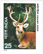 Wild Life - Swamp Deer