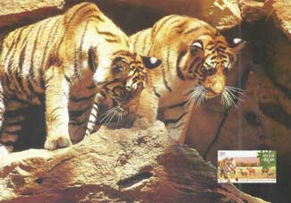 Tiger Cubs, Bandhavgarh National Park