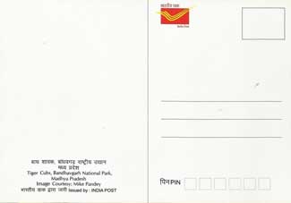 Tiger Cubs, Bandhavgarh National Park