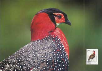 Western Tragopan, Himachal Pradesh