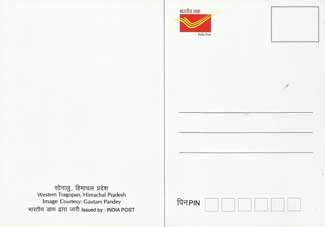 Western Tragopan, Himachal Pradesh