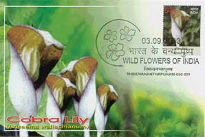 Wild Flowers of India Maxim Cards