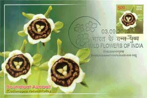 Wild Flowers of India Maxim Cards