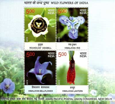 Wild Flowers of India
