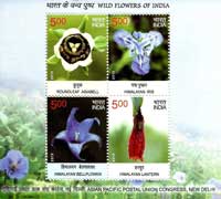 Wild Flowers of India