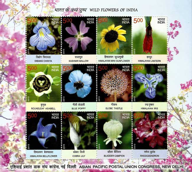 Wild Flowers of India