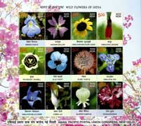 Wild Flowers of India